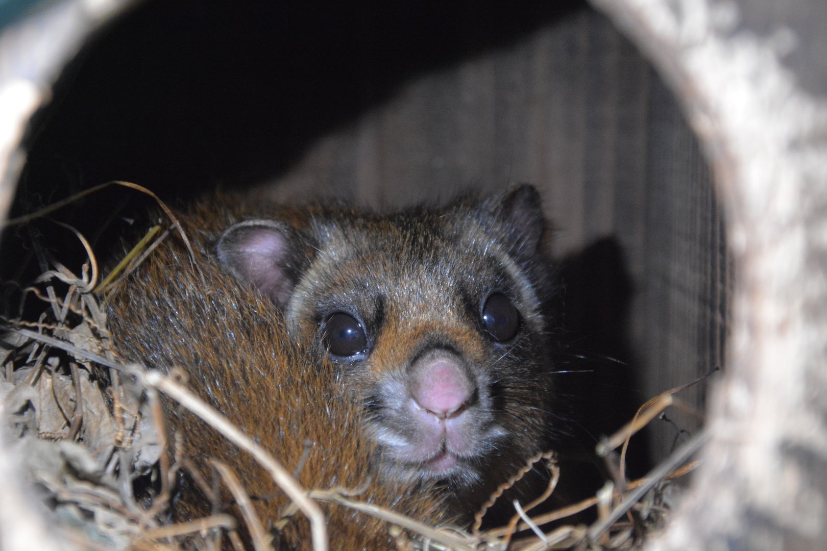 Southern Japanese giant flying squirrel (Petaurista leucogenys leucogenys)