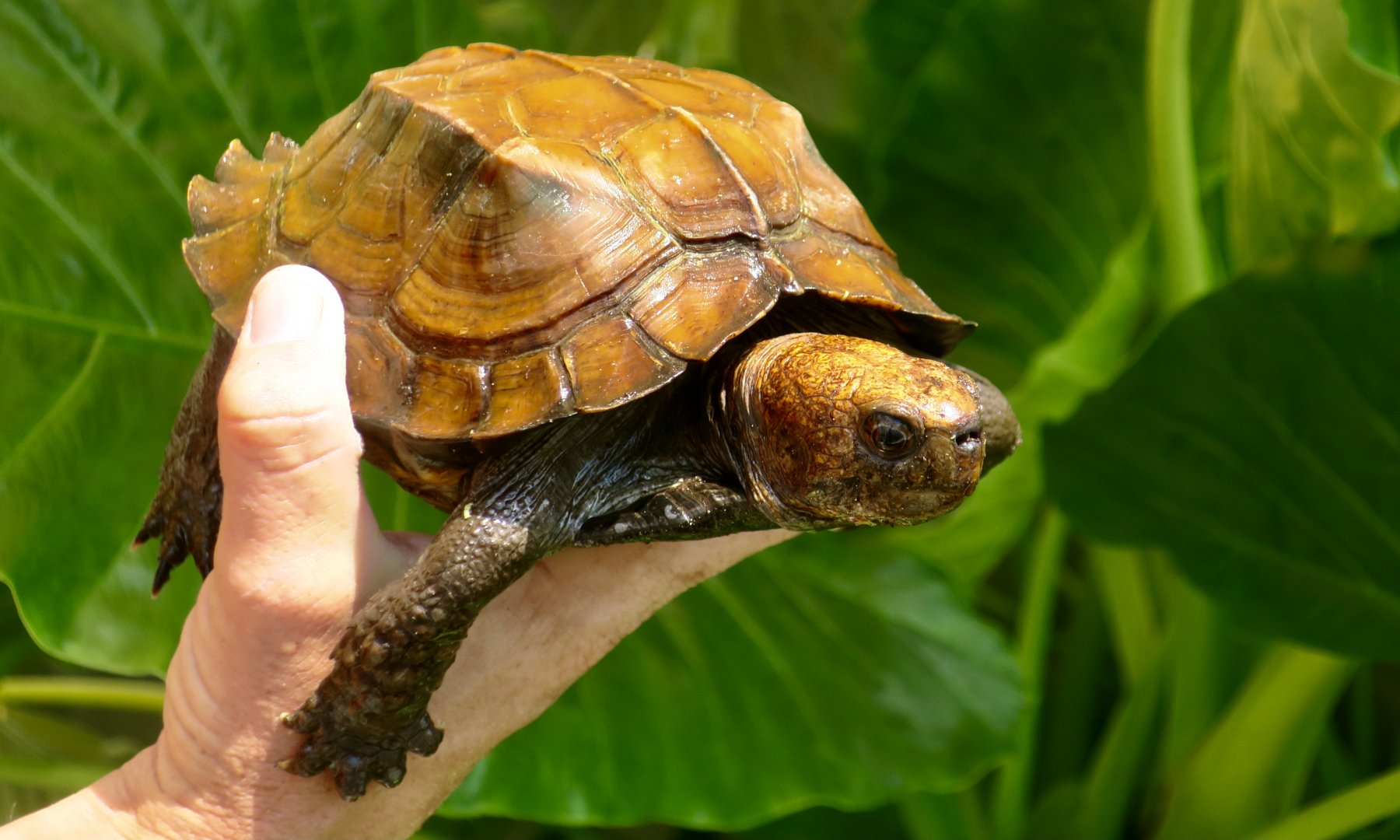 Southern Keeled Box Turtle (Cuora mouhotii obsti)