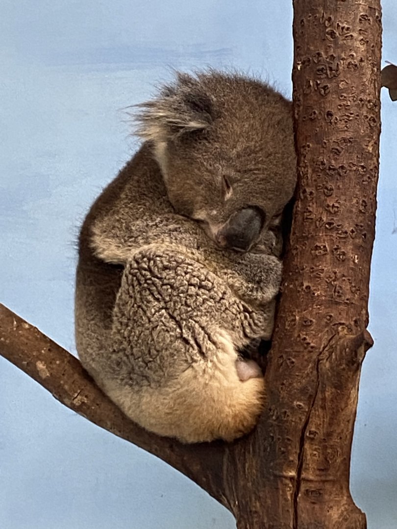 Southern koala 110921