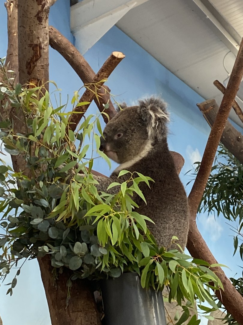 Southern koala 110921