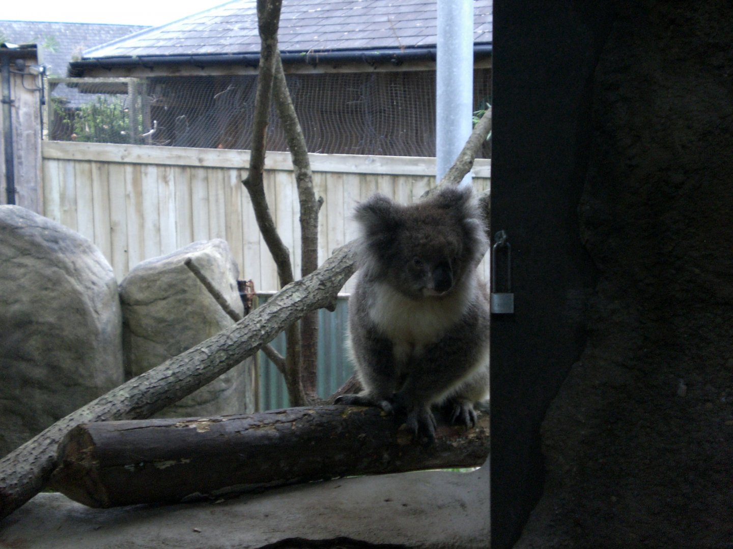 Southern Koala 301024