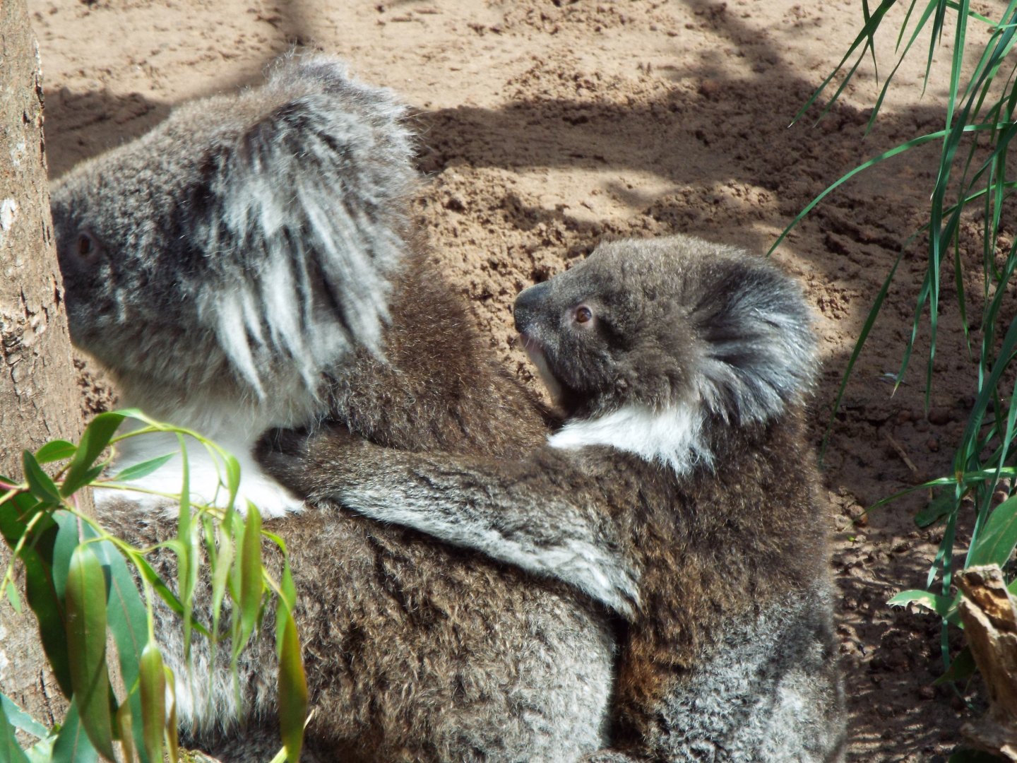 Southern Koala and Joey, Longleat