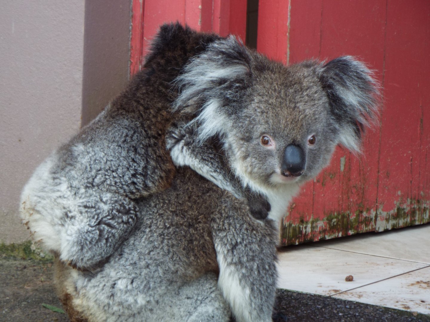 Southern Koala and Joey, Longleat