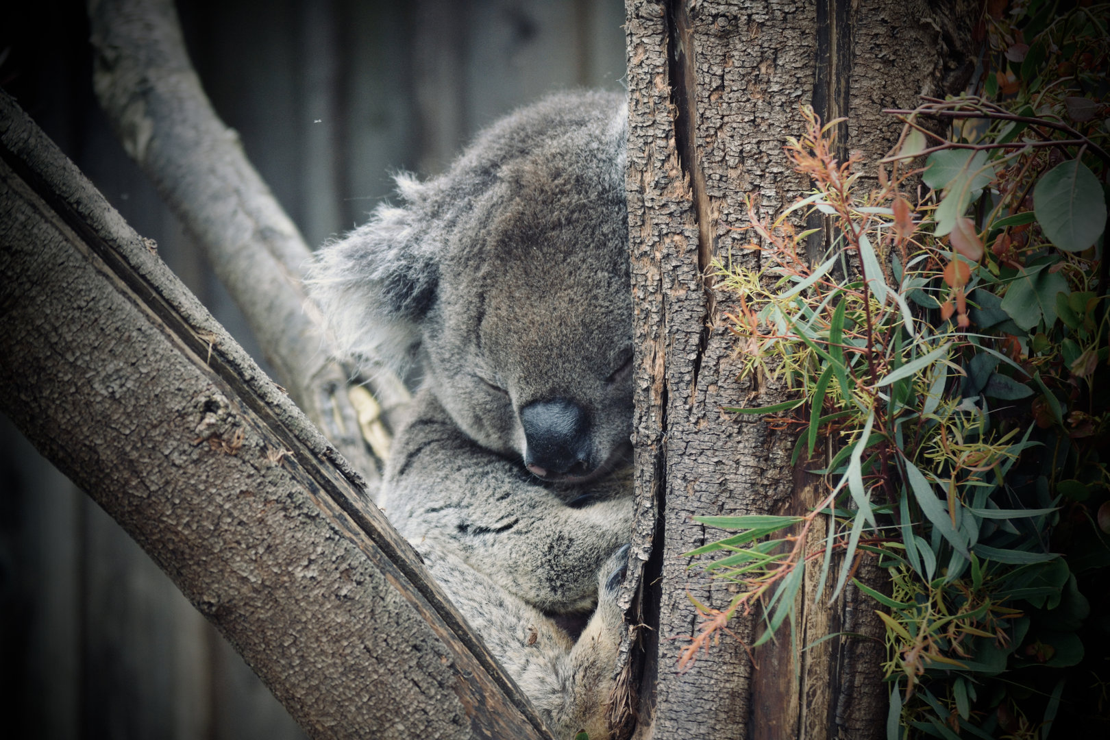 Southern Koala - April 2023