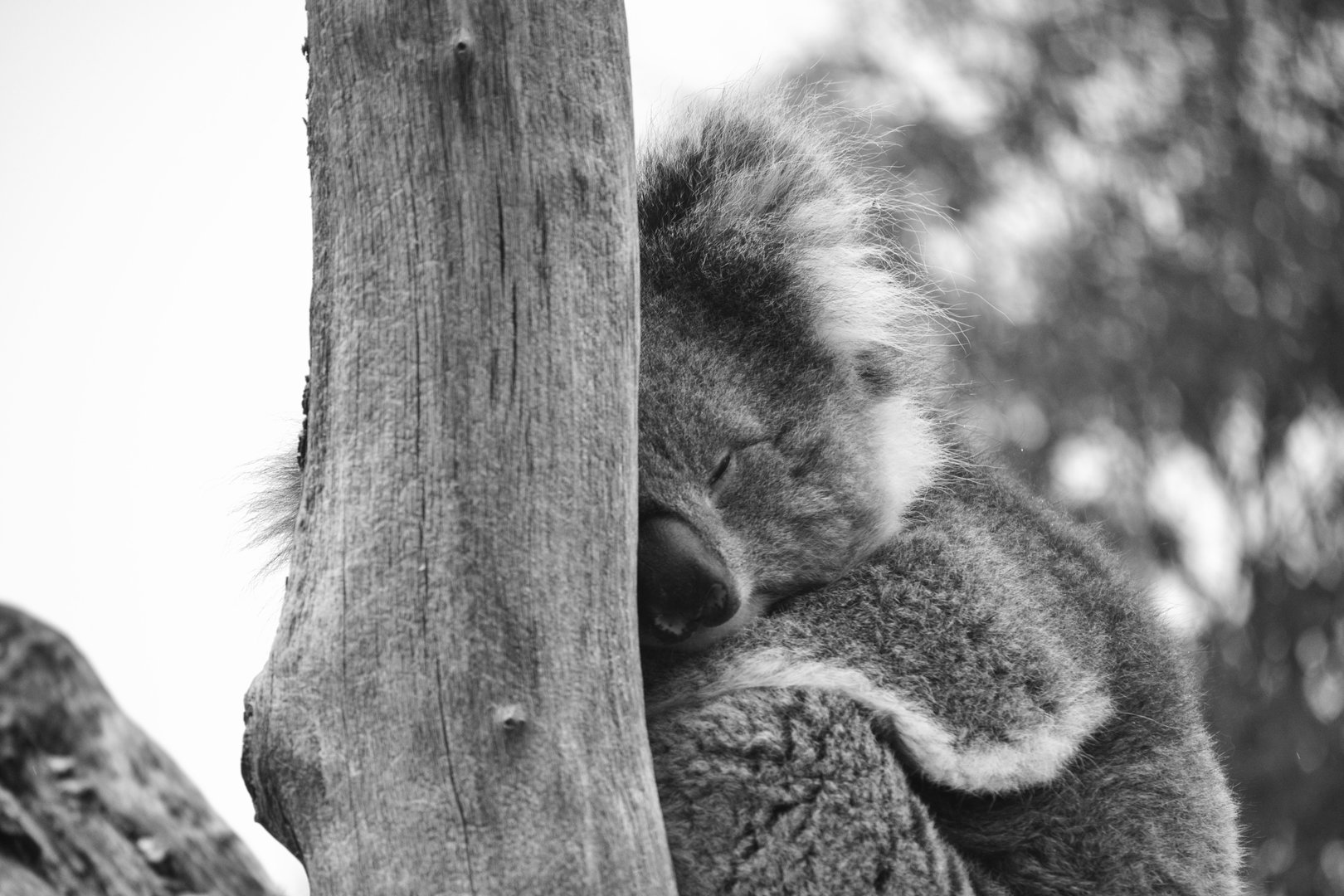 Southern Koala - April 2023