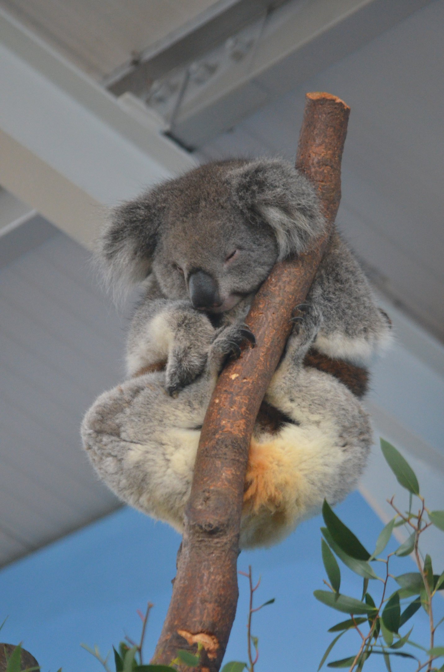Southern Koala at Longleat, 03/11/19