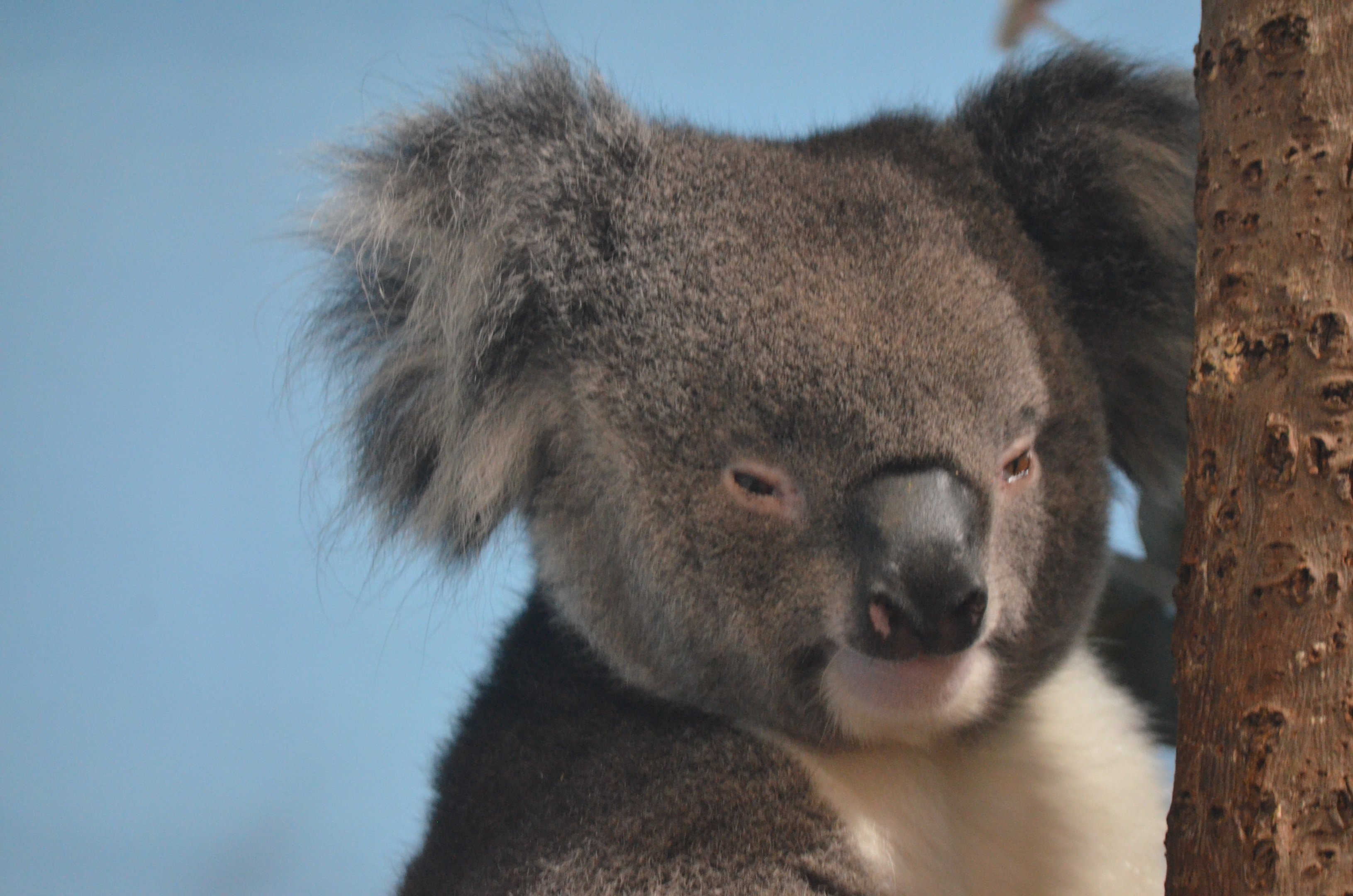 Southern Koala at Longleat, 03/11/19