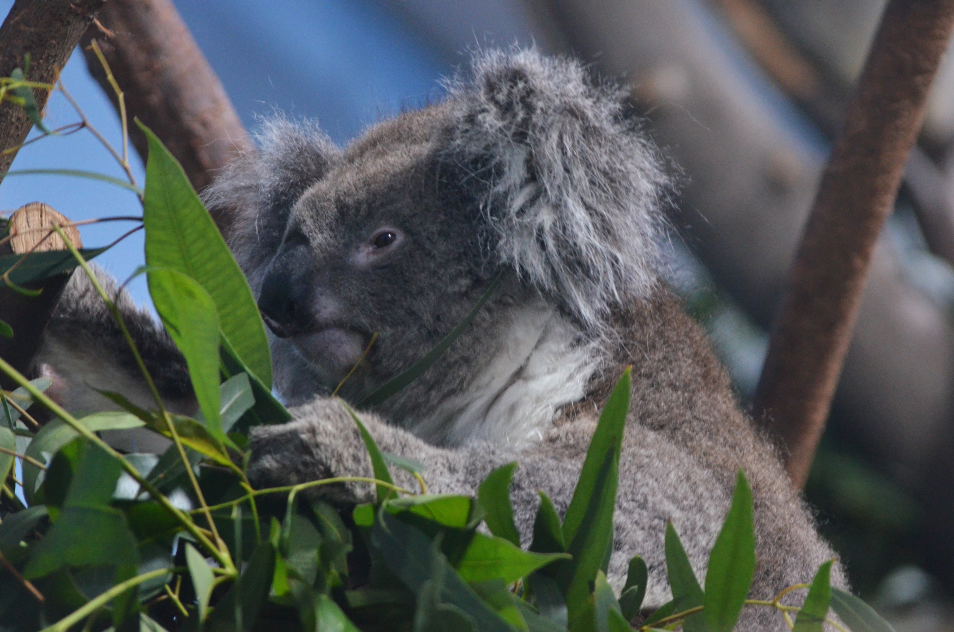 Southern Koala at Longleat, 03/11/19