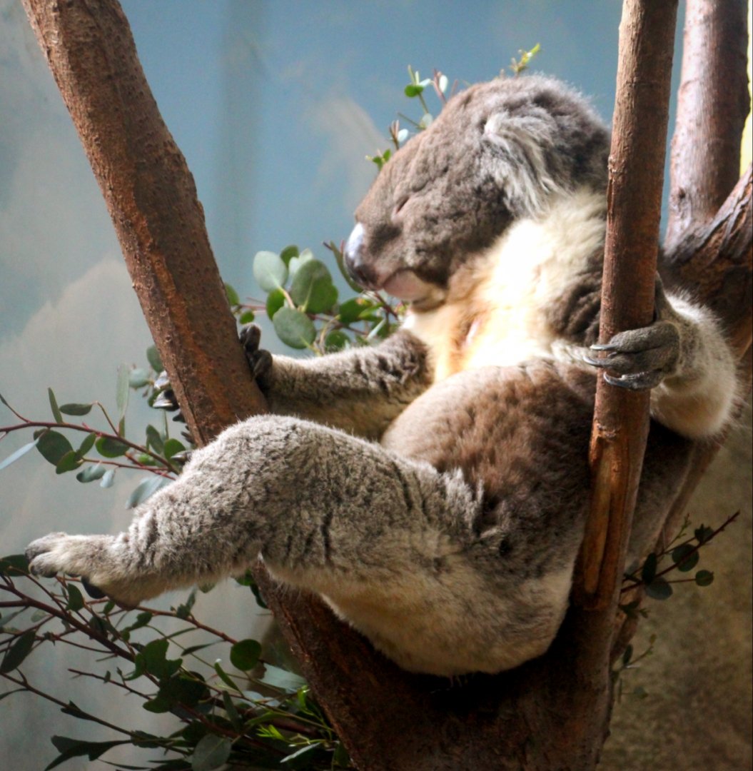 Southern Koala at Longleat