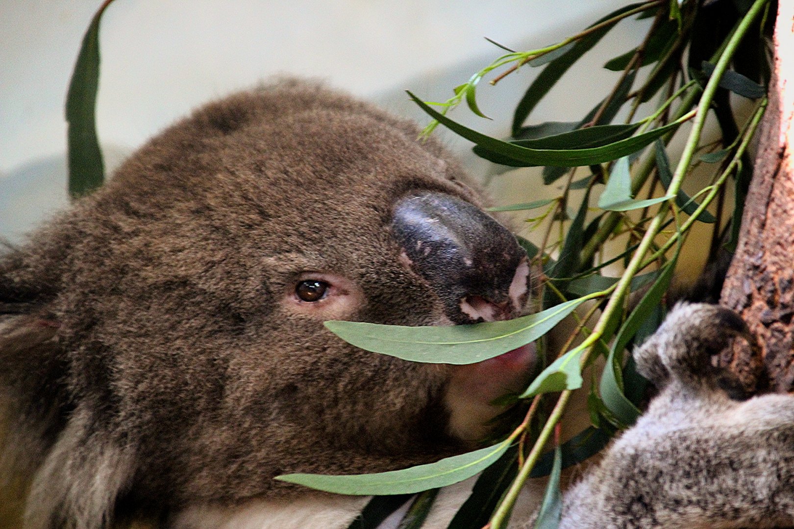 Southern Koala at Longleat