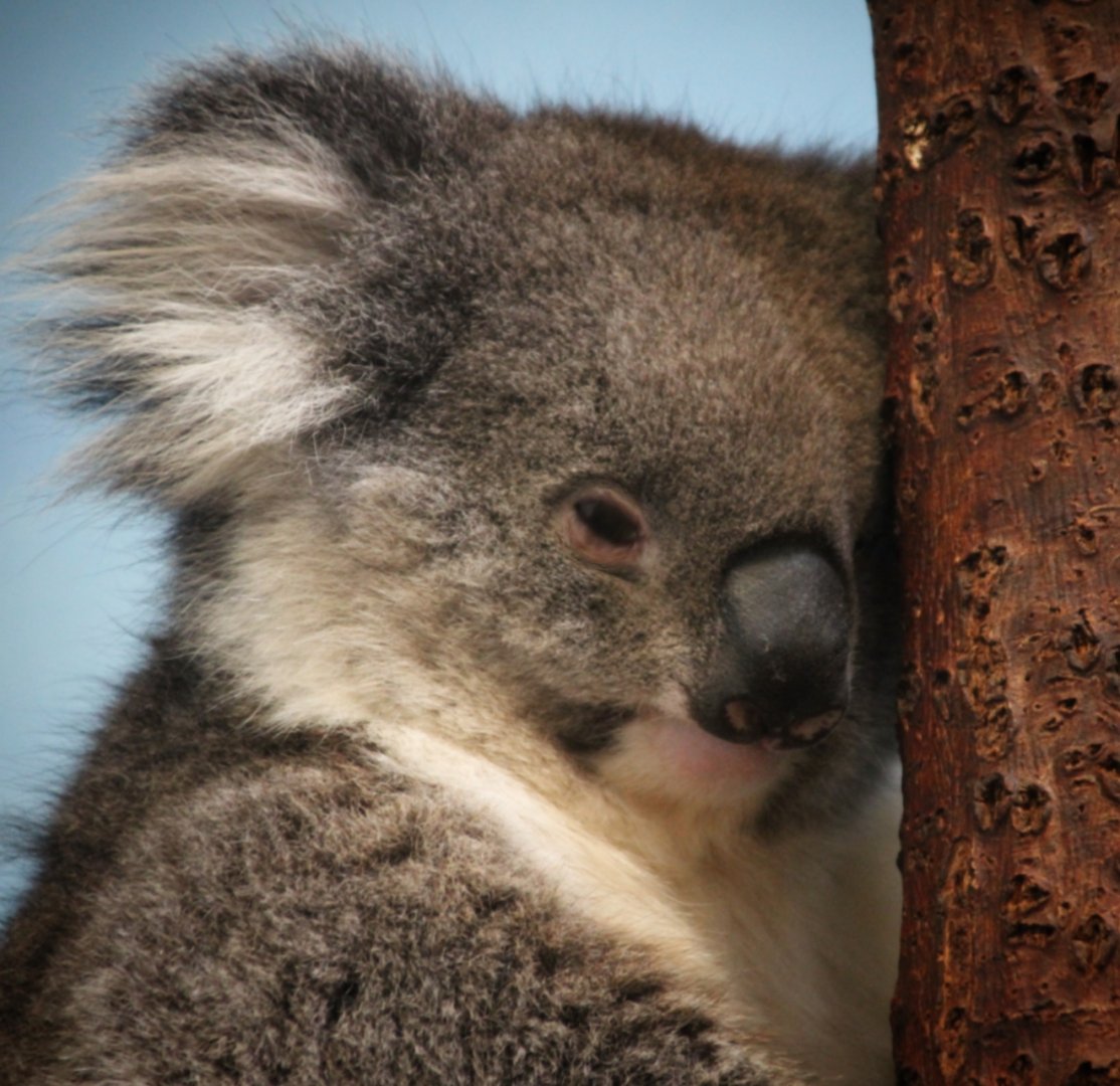 Southern Koala at Longleat