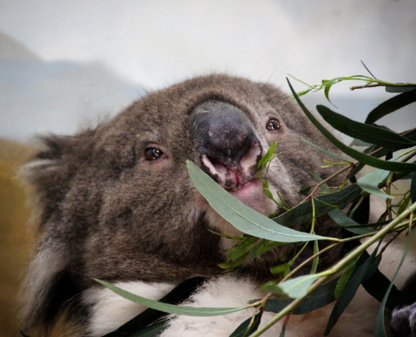 Southern Koala at Longleat