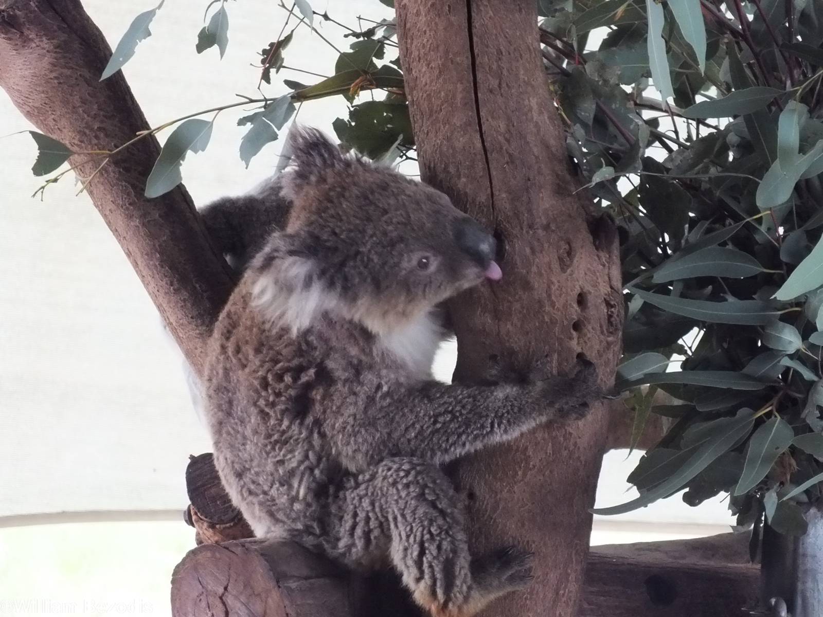 Southern Koala - Cohunu Koala Park