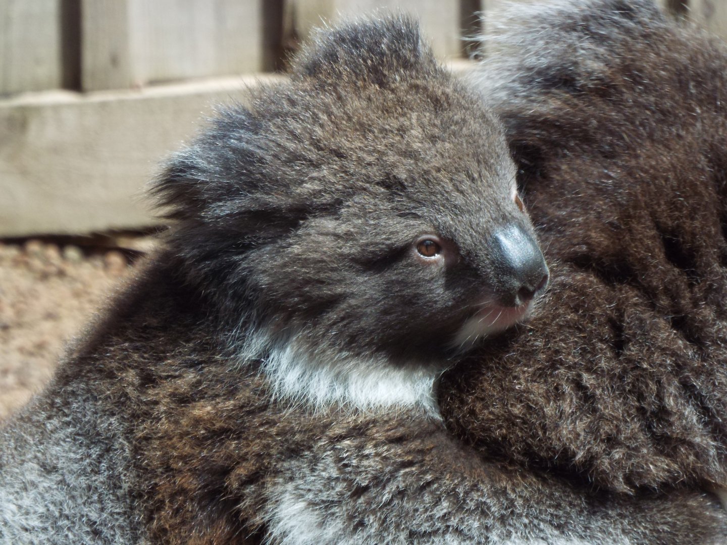 Southern Koala Joey, Longleat