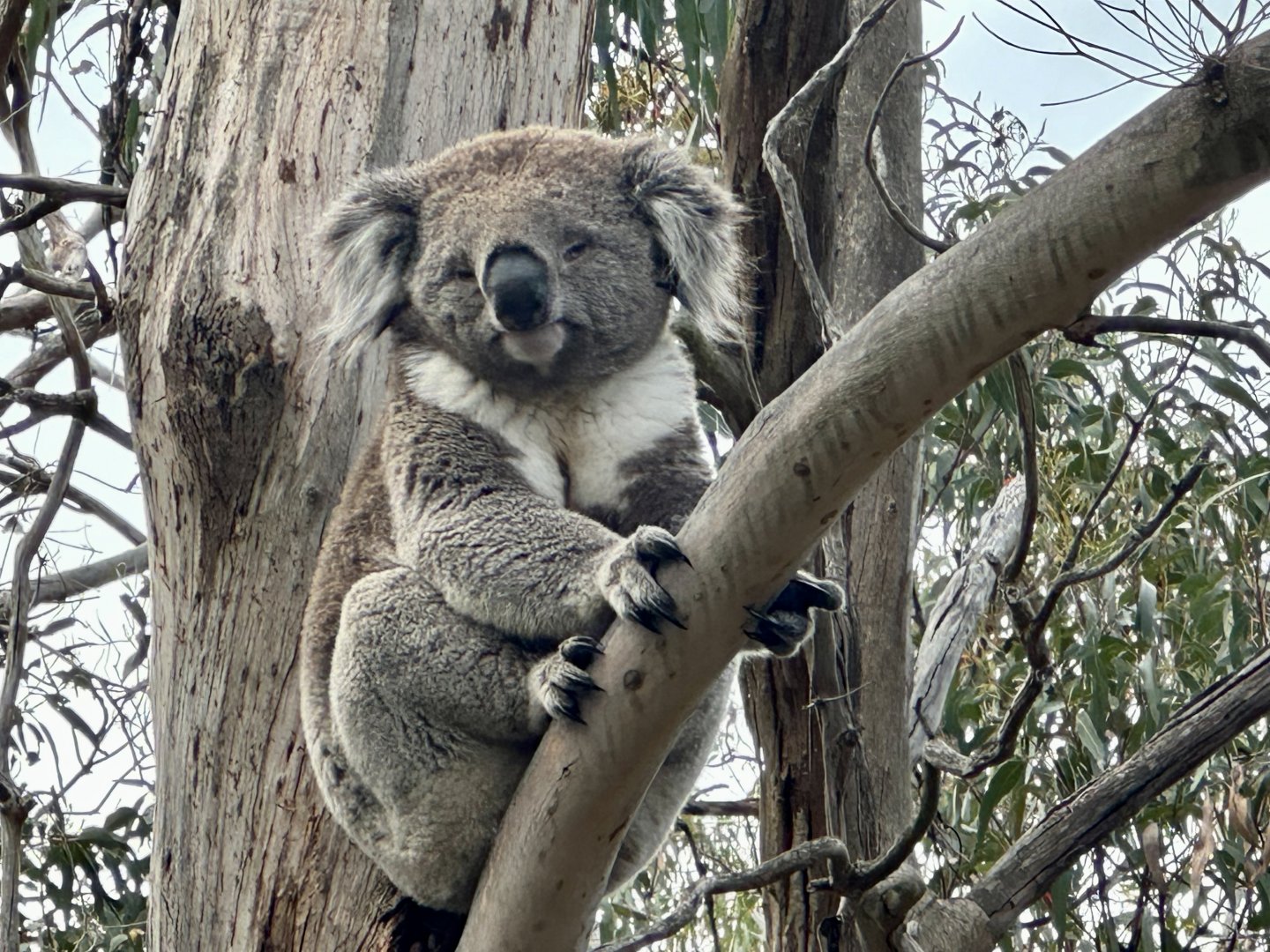 Southern koala (Koala Conservation Reserve, Phillip Island)