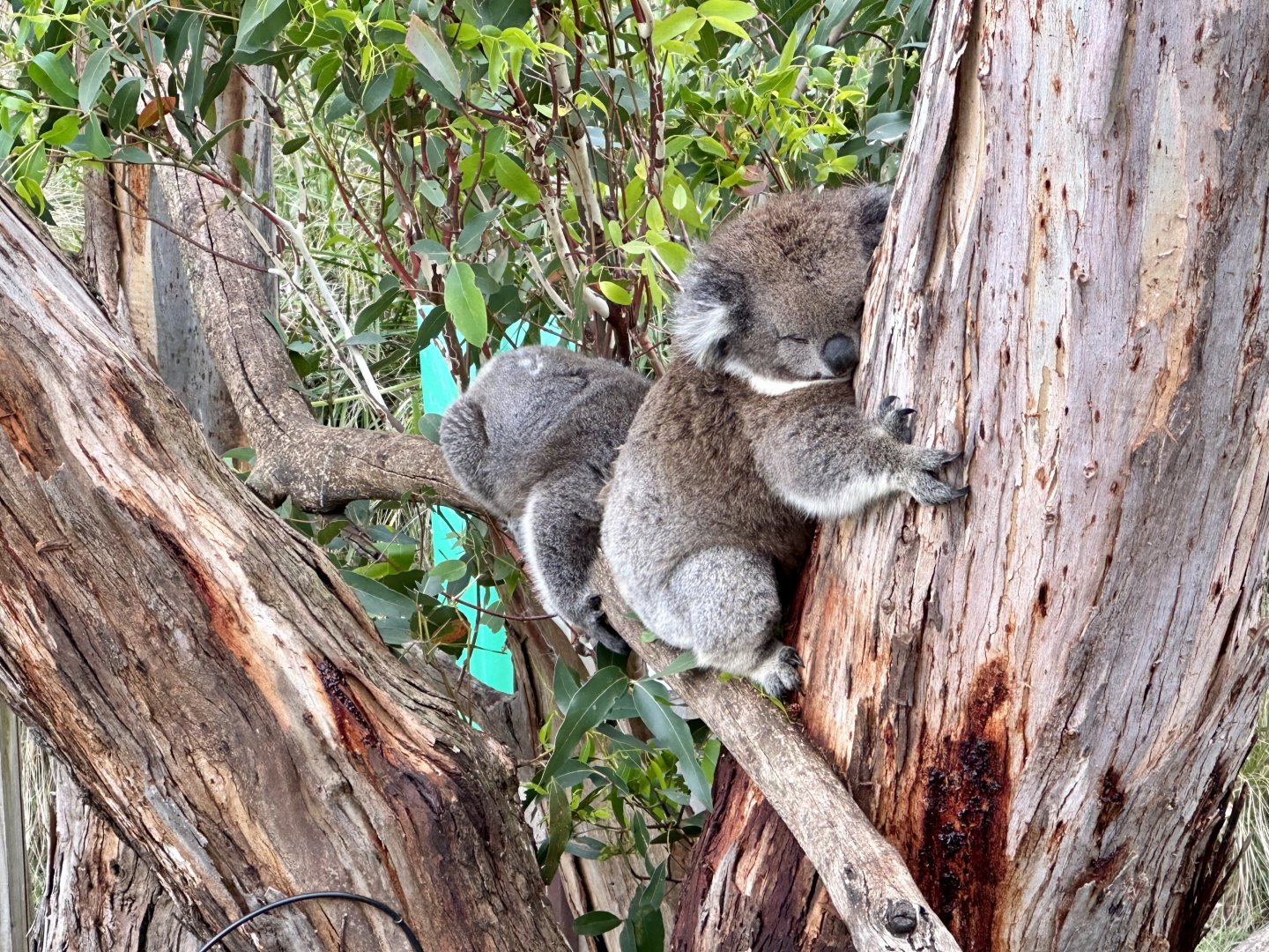 Southern koala (Koala Conservation Reserve, Phillip Island)