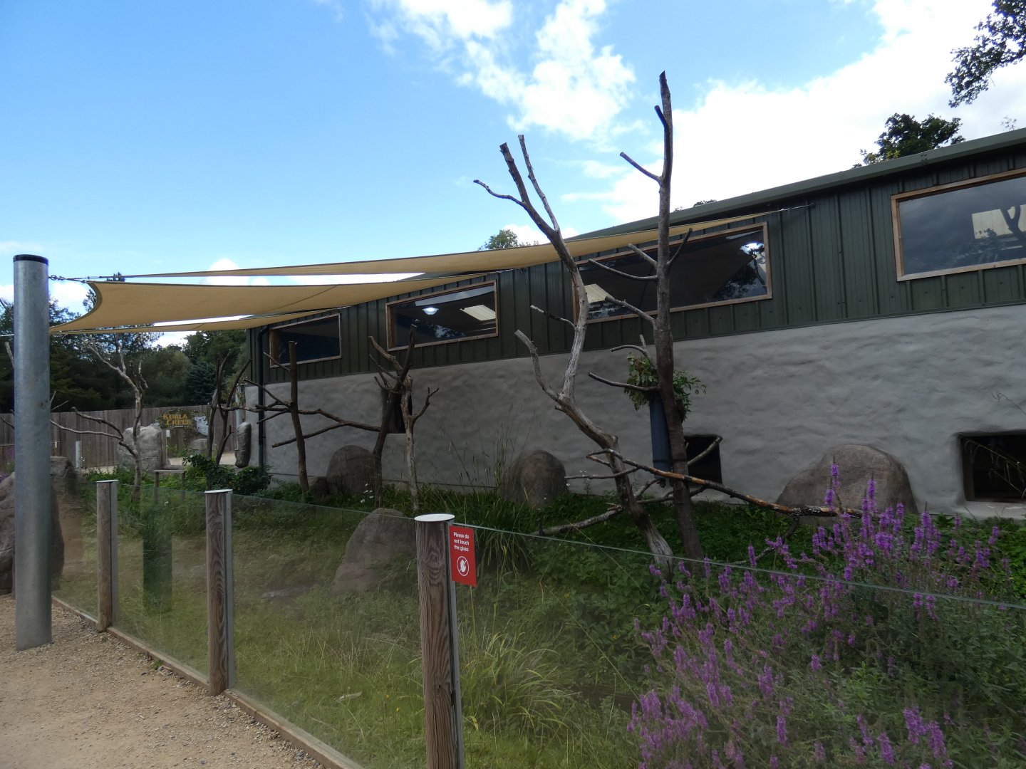 Southern Koala (male) outdoor enclosure