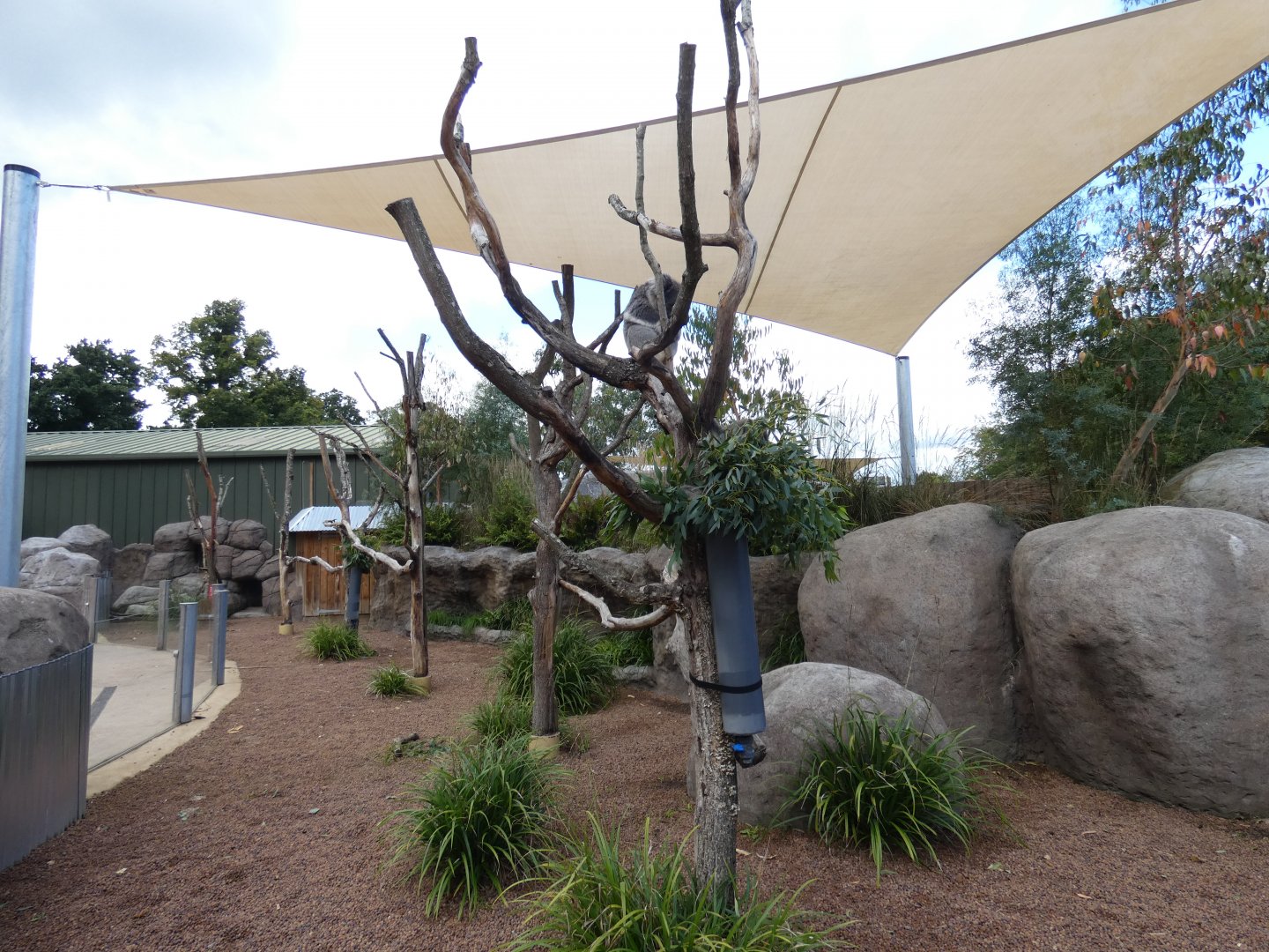 Southern Koala outdoor enclosure