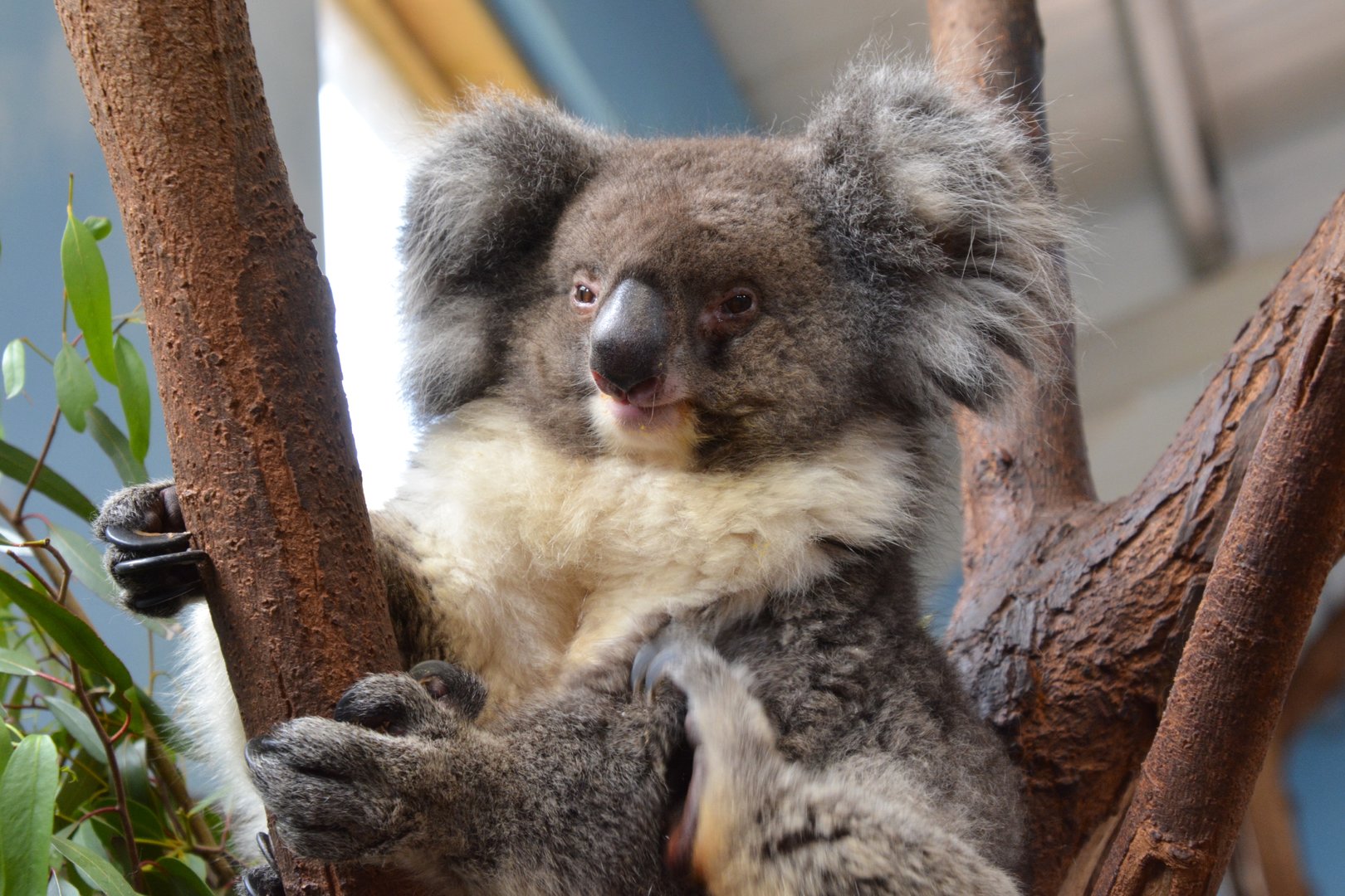 Southern koala (Phascolarctos cinereus victor)