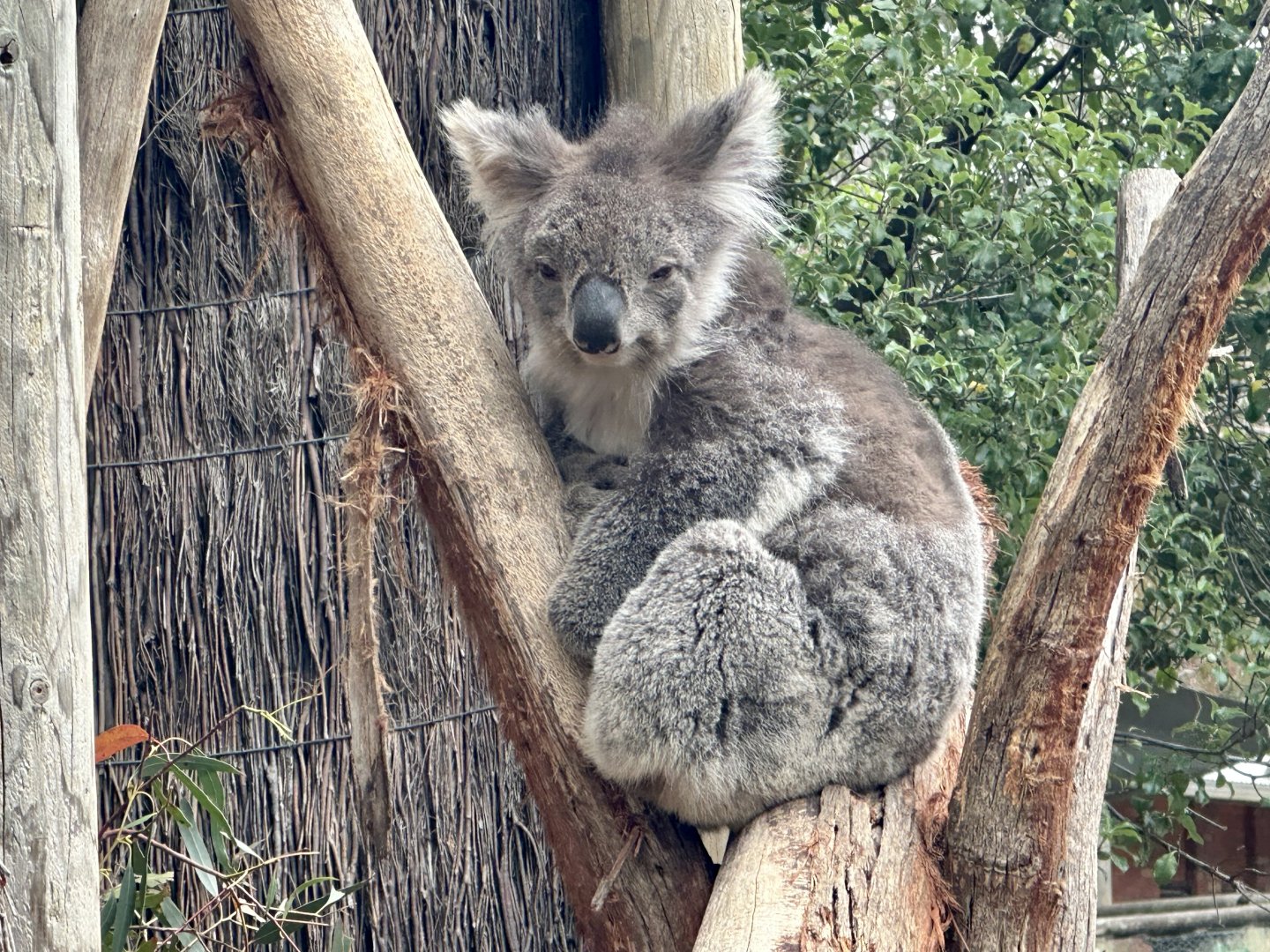 Southern koala (Phascolarctos cinereus victor)
