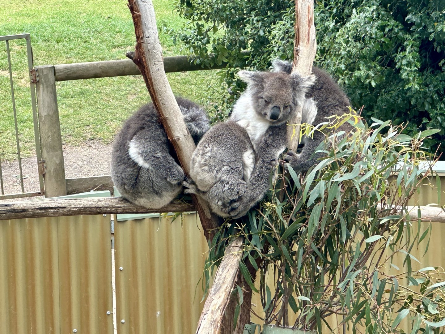 Southern koala (Phascolarctos cinereus victor)