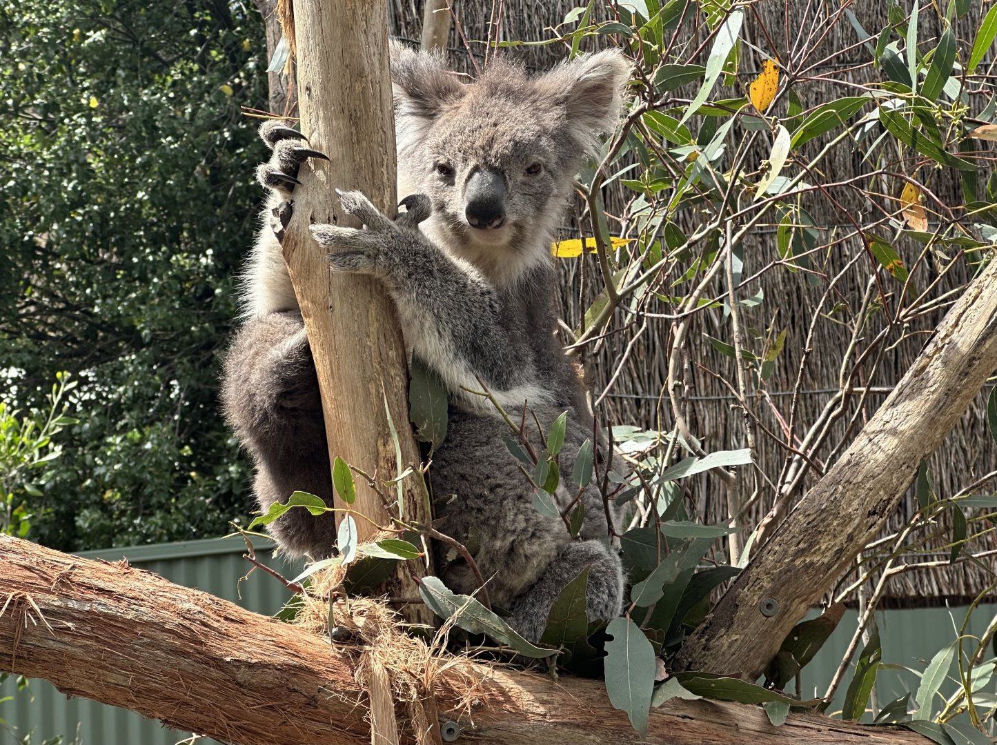Southern koala (Phascolarctos cinereus victor)