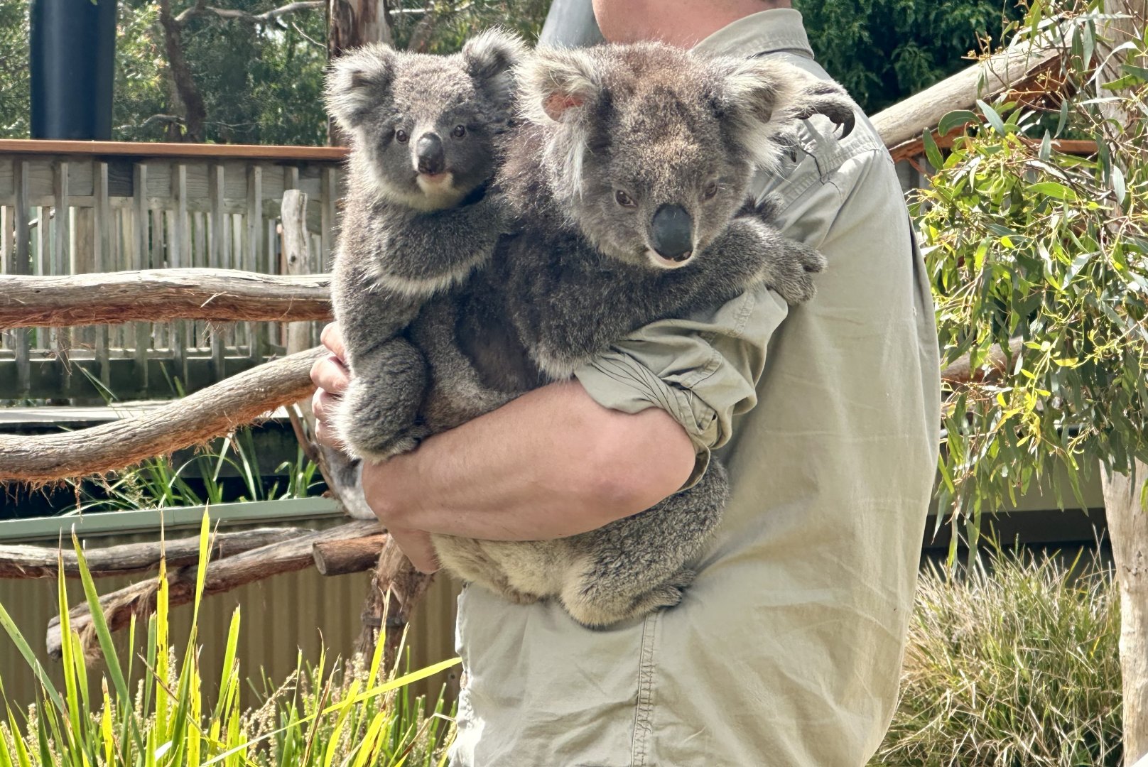 Southern koala (Phascolarctos cinereus victor)