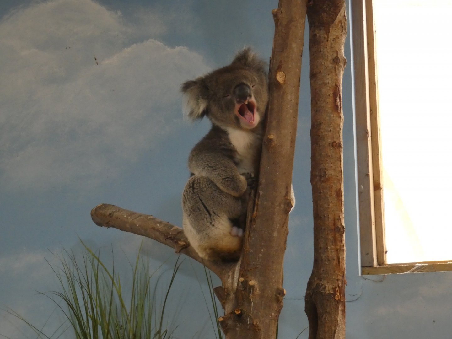 Southern Koala yawning