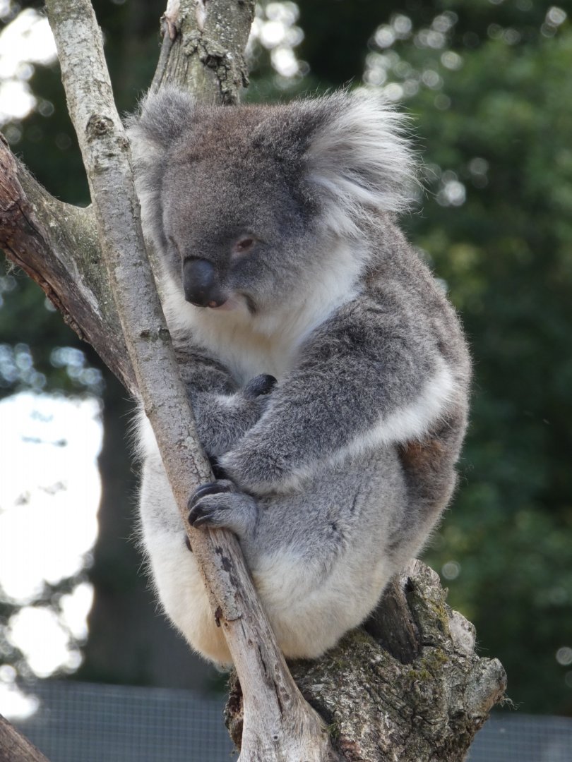 Southern Koala