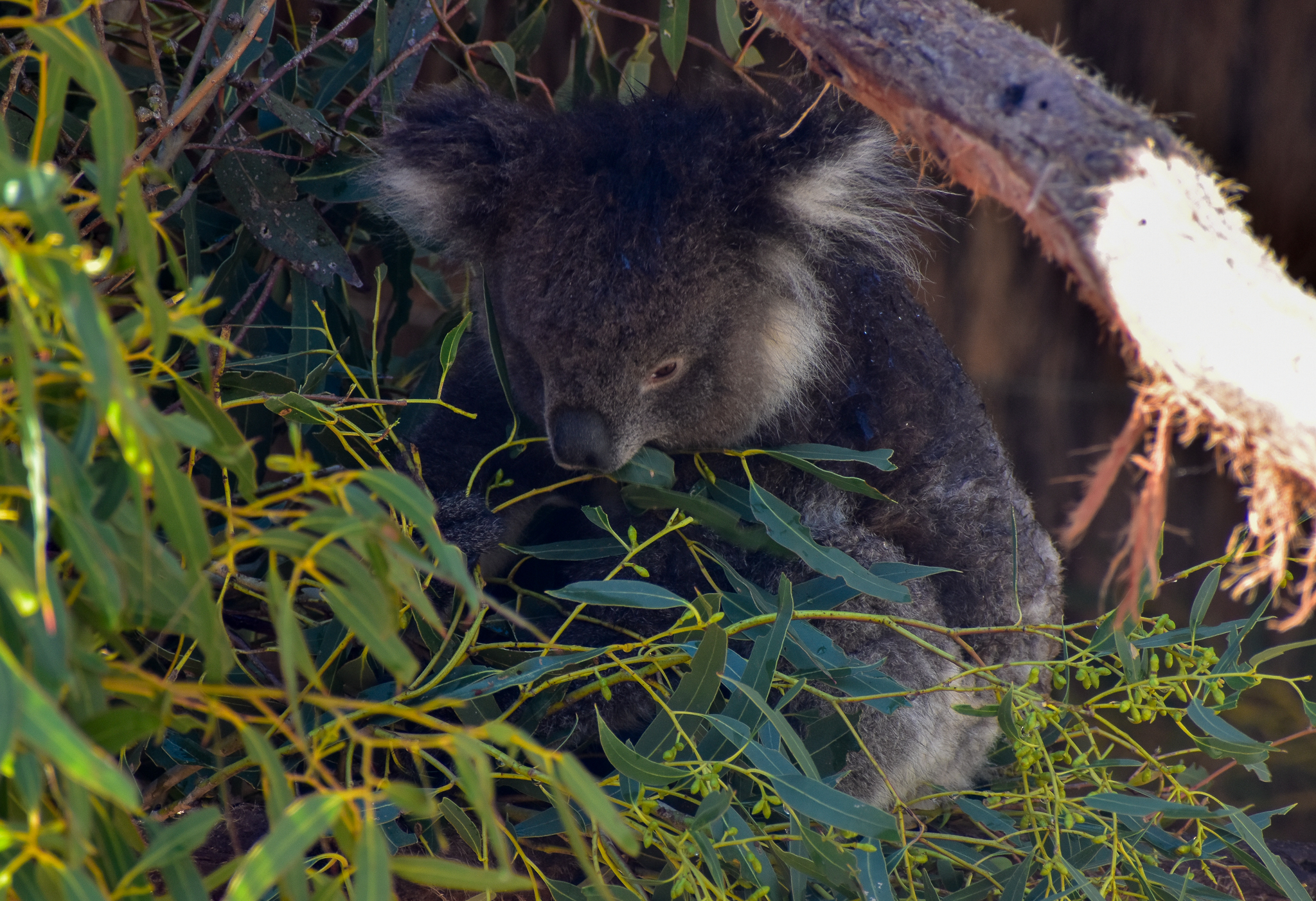 Southern Koala