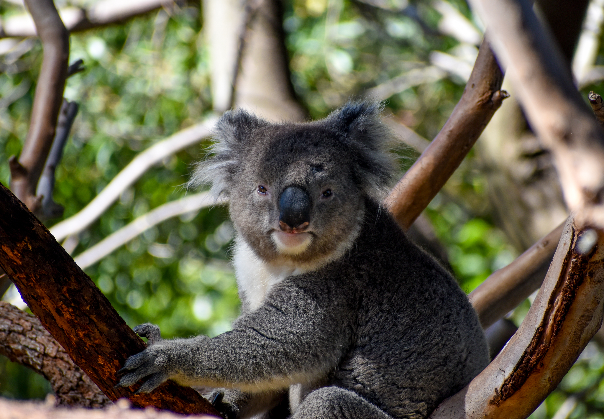 Southern Koala