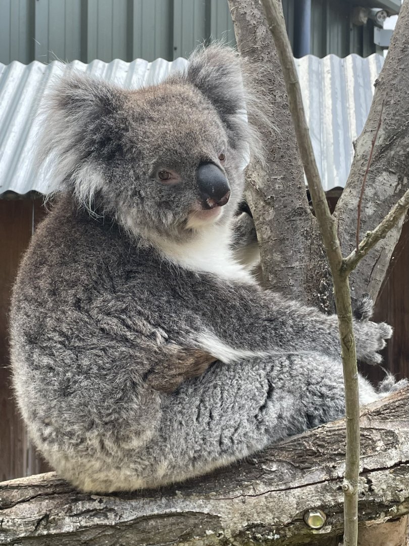 Southern Koala