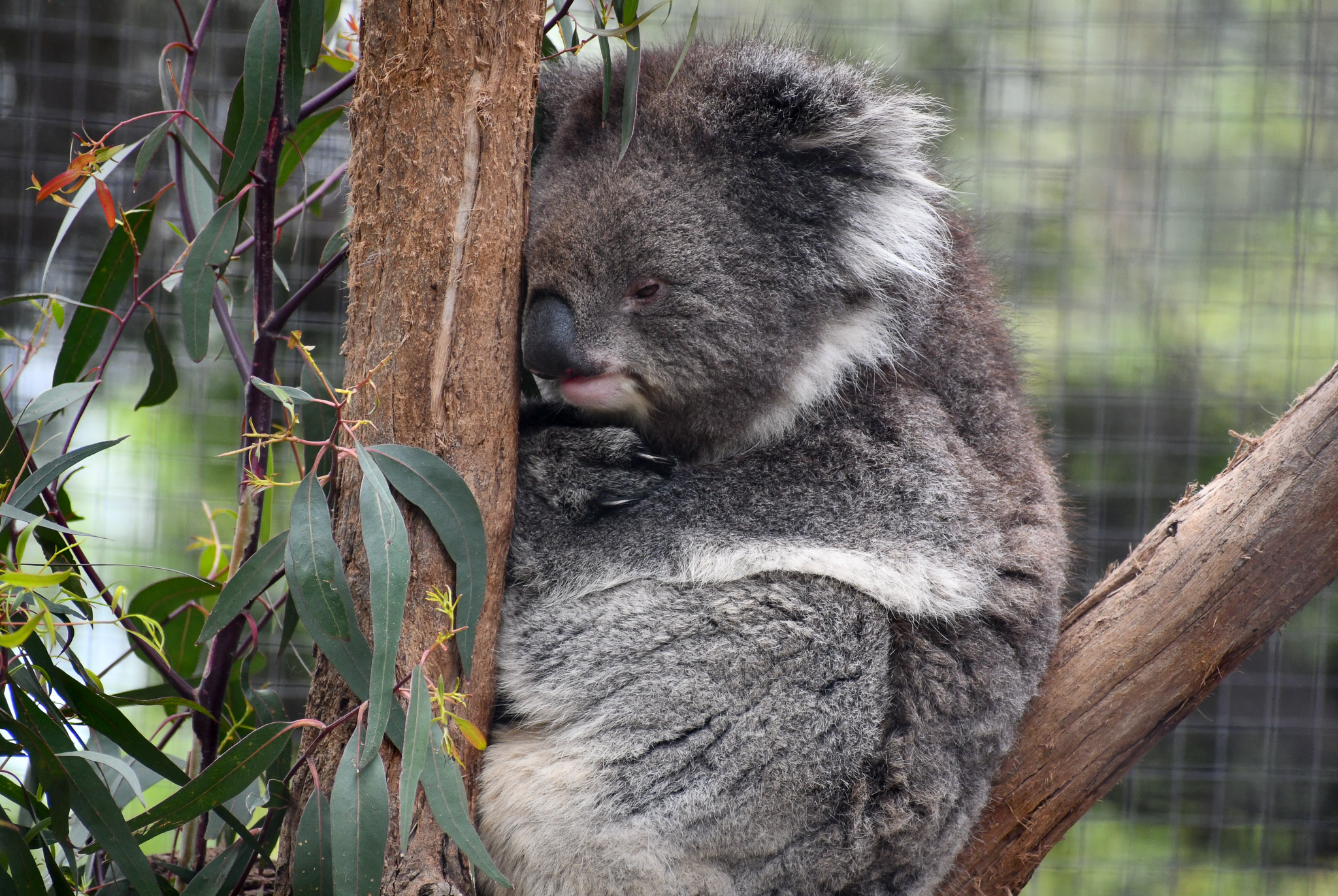 Southern Koala