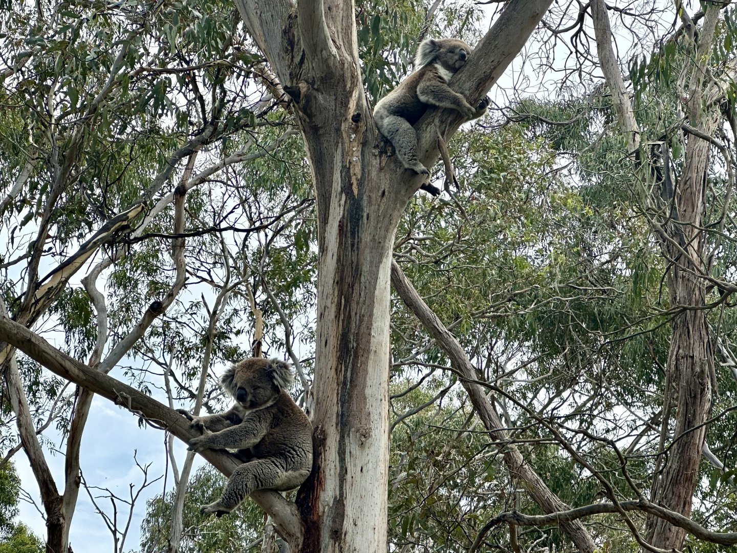 Southern koalas (Koala Conservation Reserve, Phillip Island)