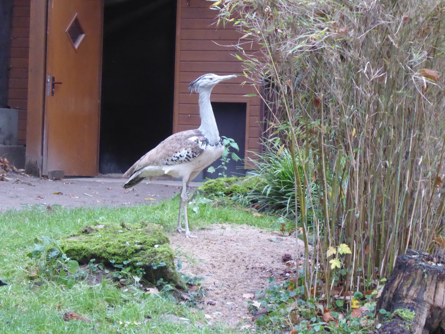 Southern koi bustard 011219