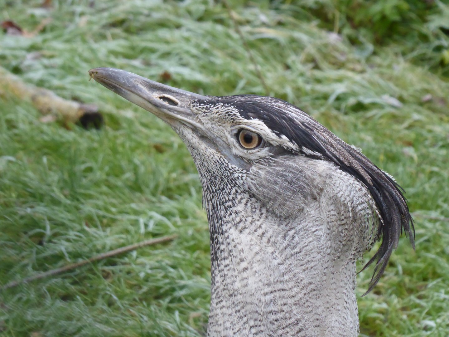 Southern koi bustard 011219