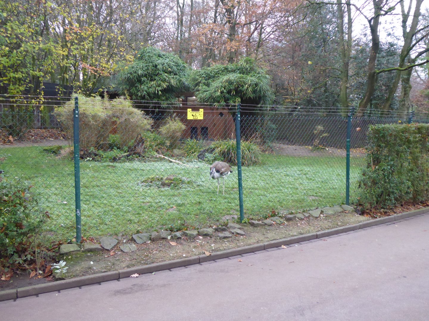 Southern koi bustard enclosure 011219