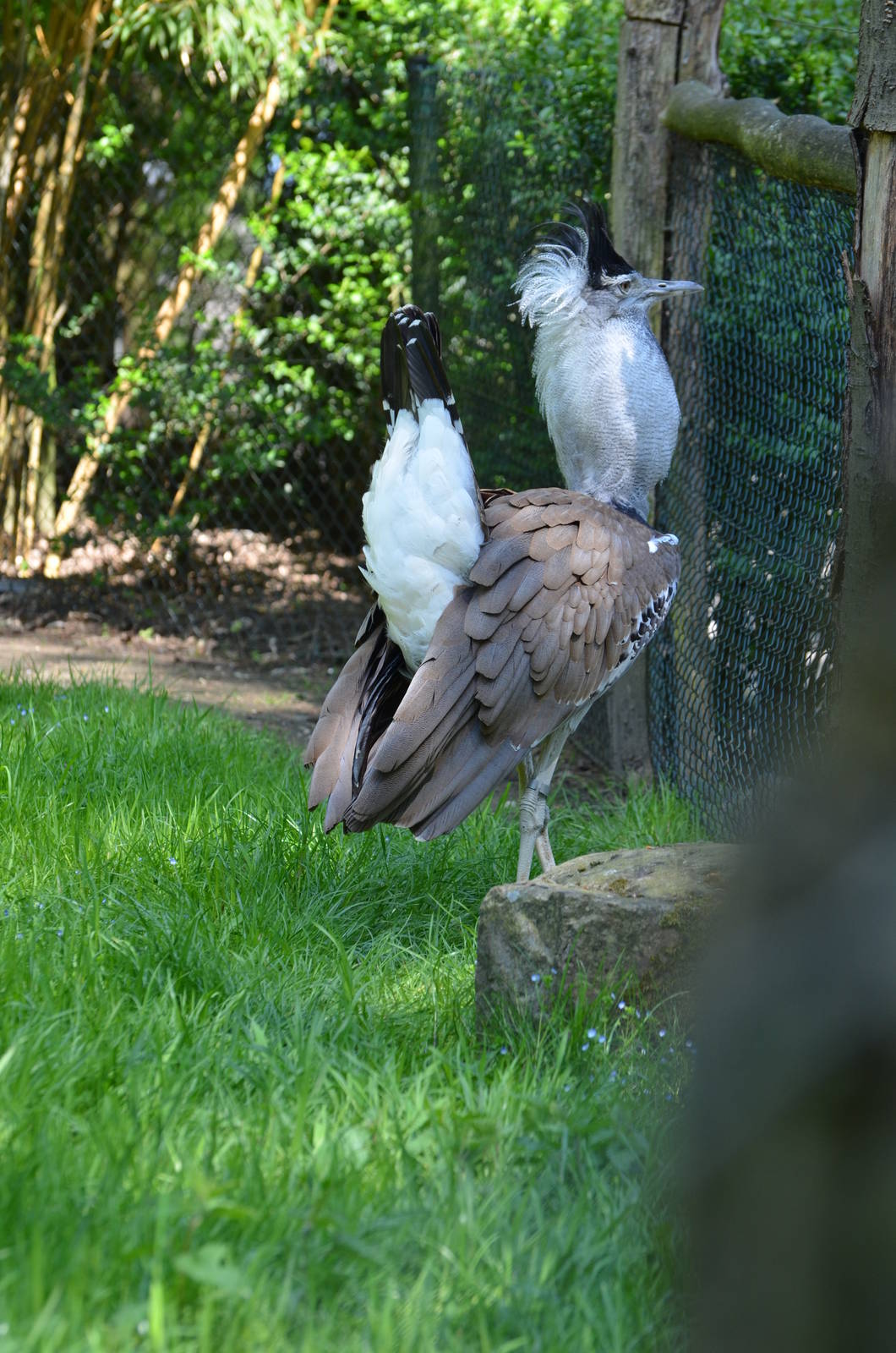 Southern kori bustard