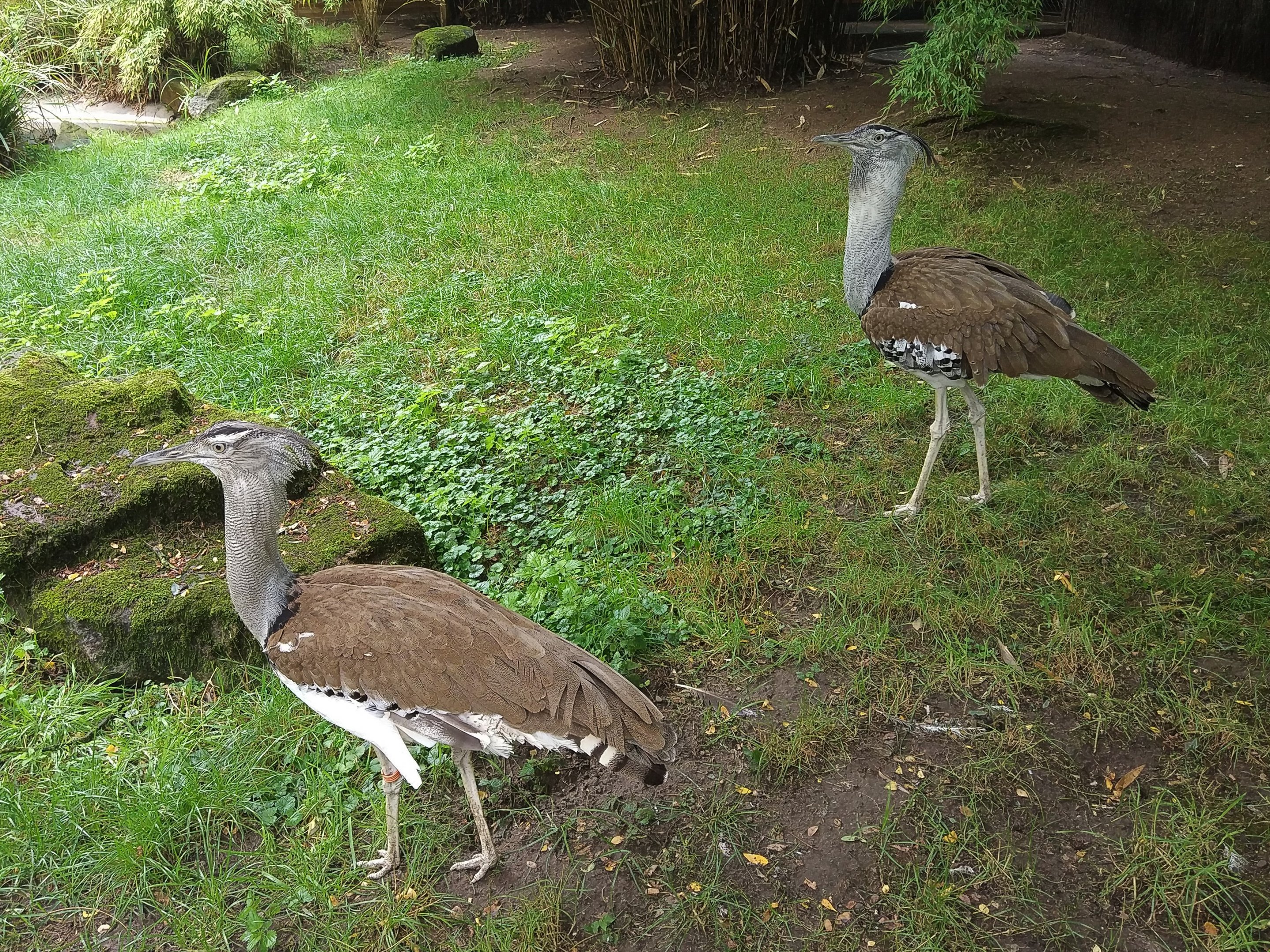 Southern Kori Bustard