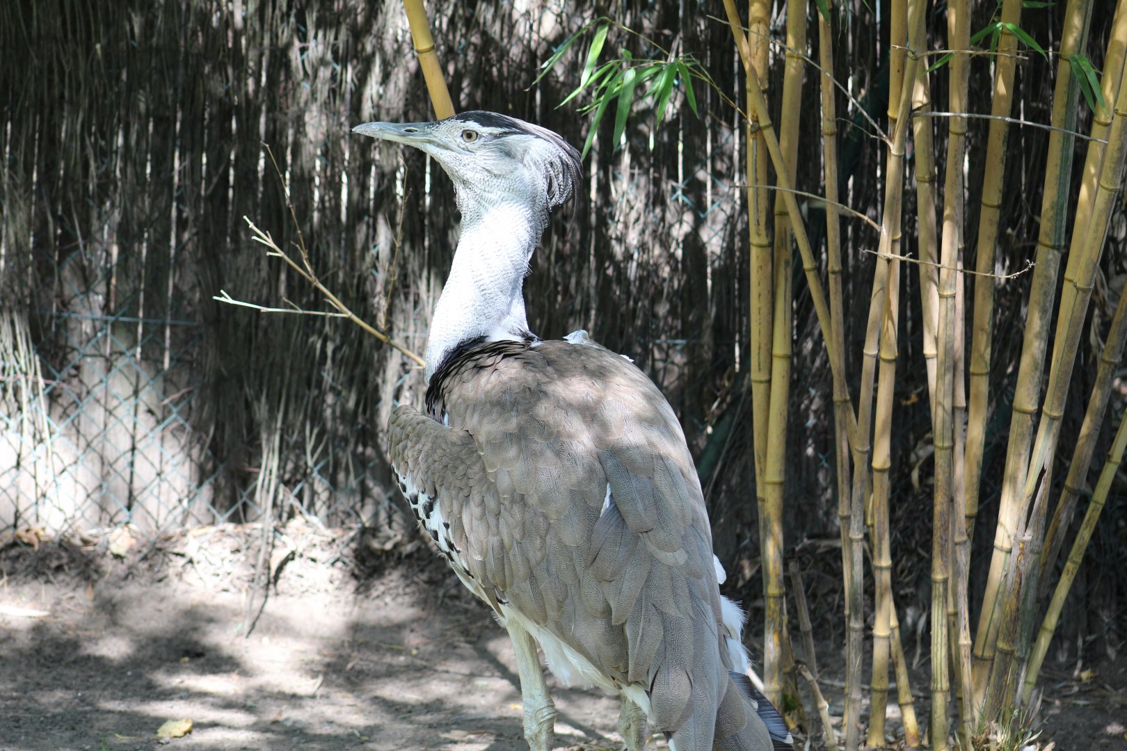 Southern Kori Bustard