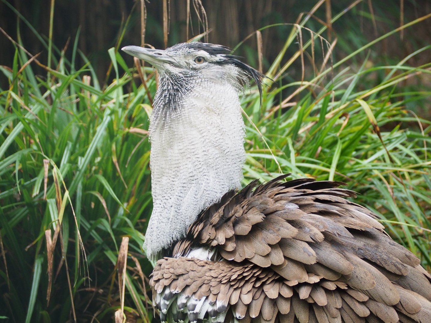 Southern Kori Bustard