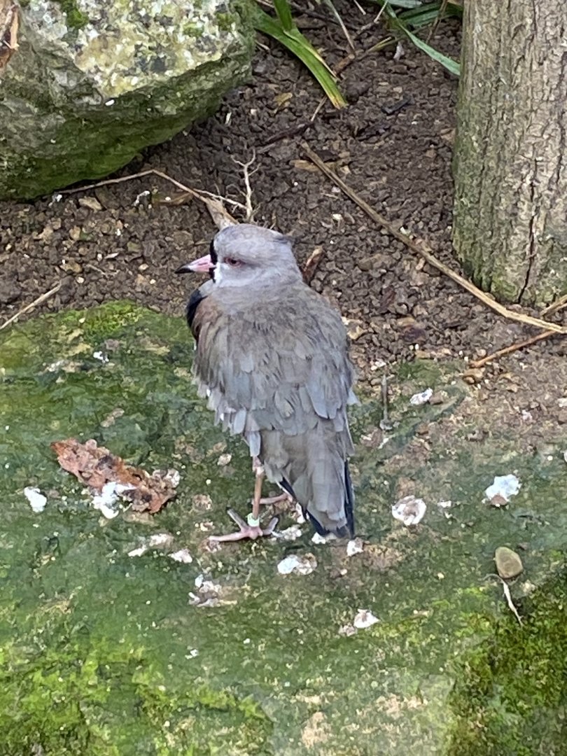 Southern lapwing 010323