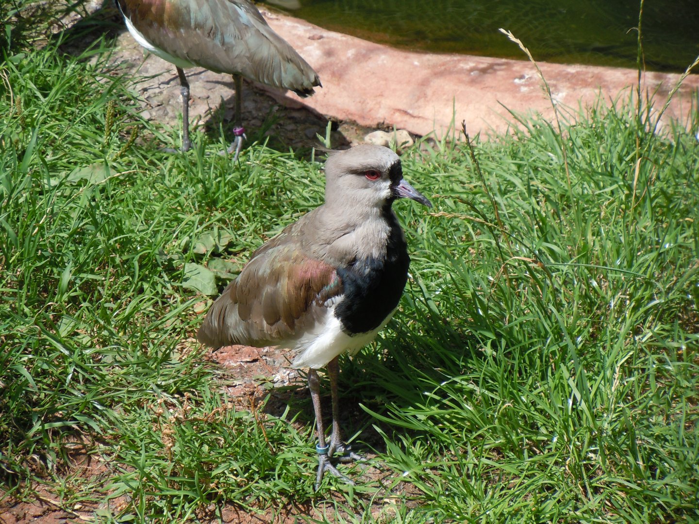 Southern lapwing 030820