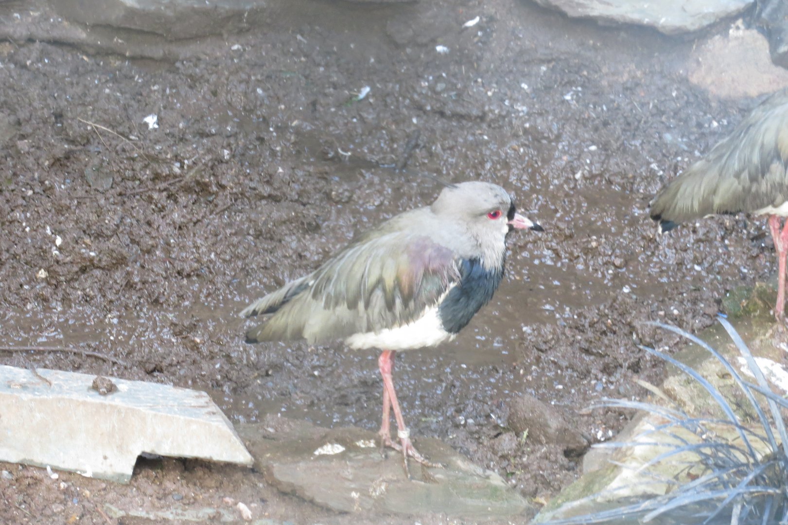 Southern lapwing 040319