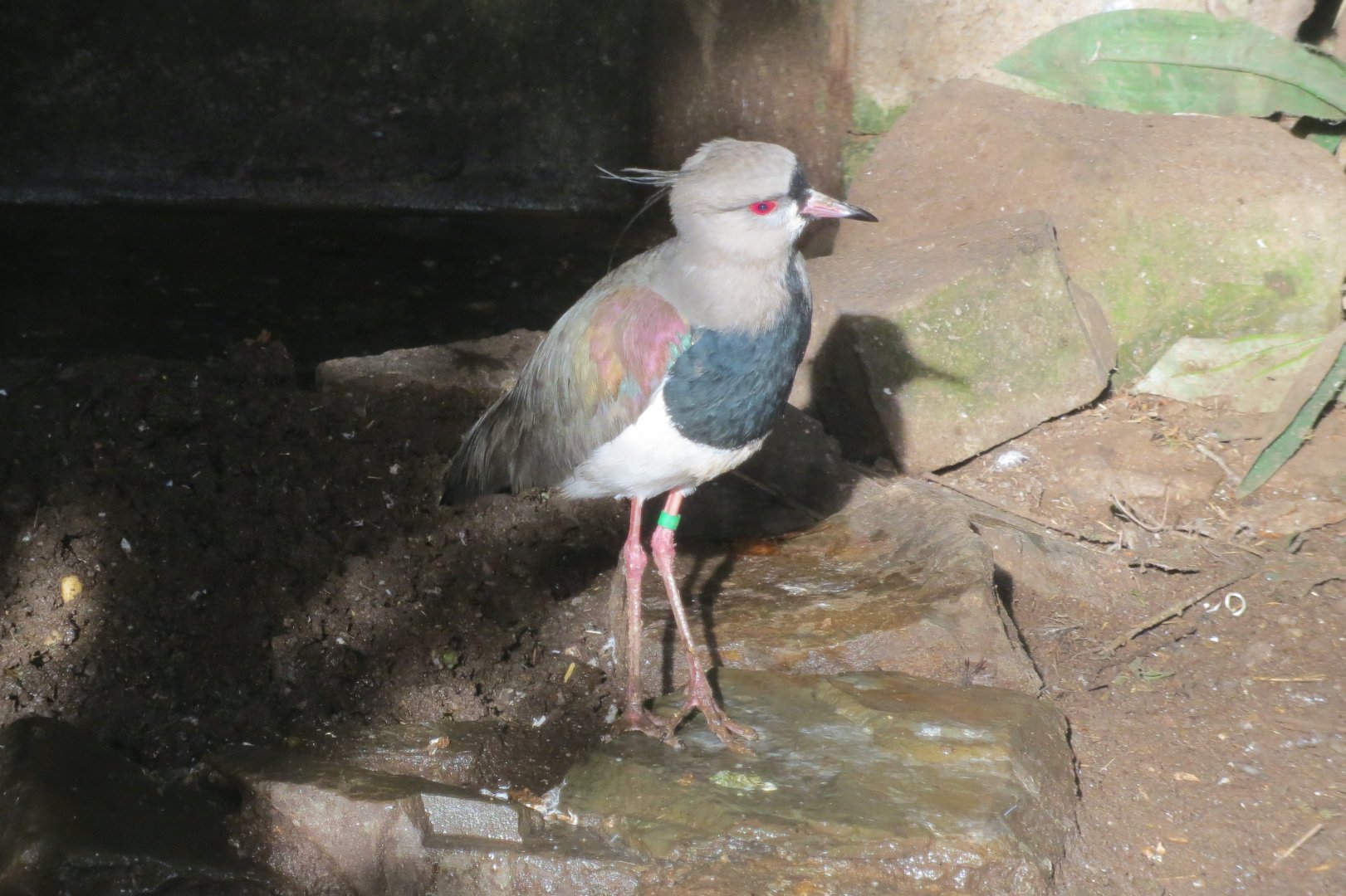 Southern lapwing 101119