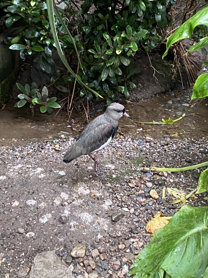 Southern lapwing 160122