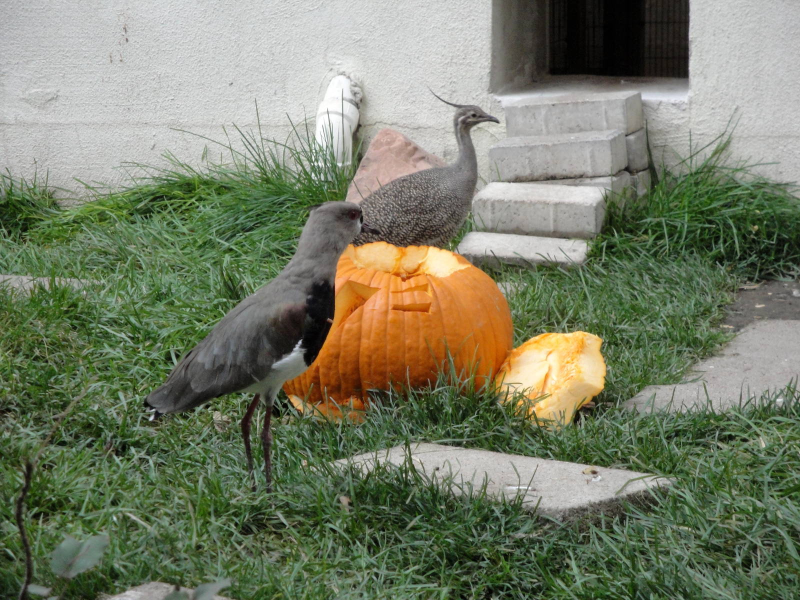Southern Lapwing and Elegant-crested Tinamou