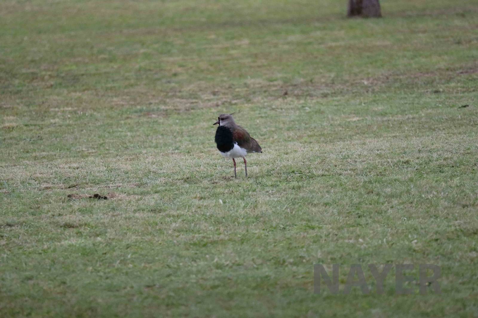 Southern lapwing, April 2016