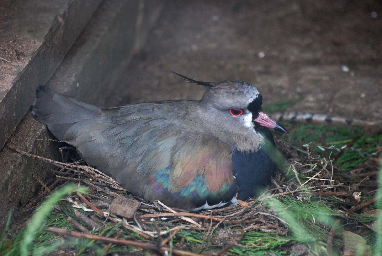 Southern Lapwing at Twycross, 01/07/12