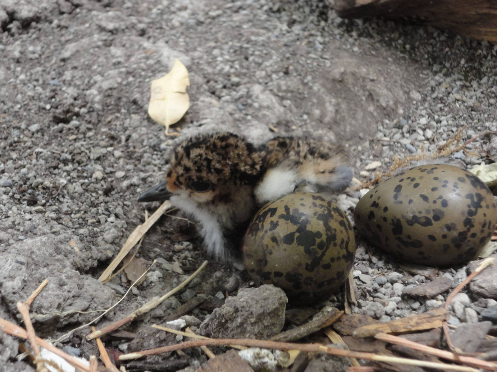 Southern Lapwing Chick